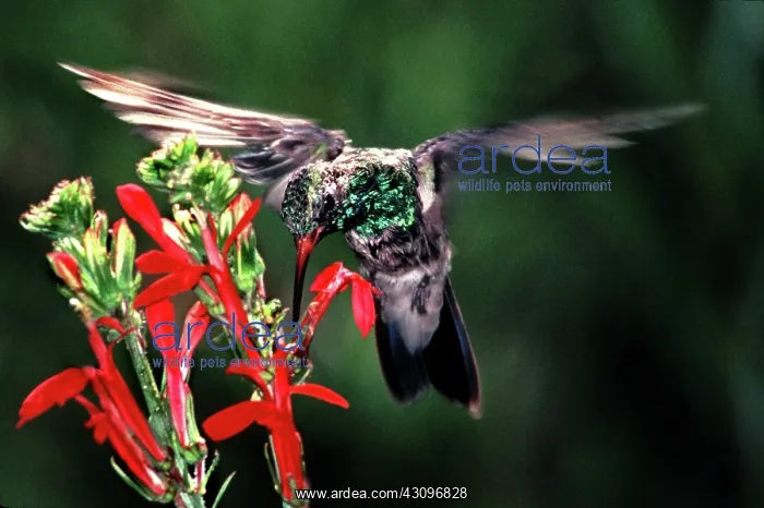 : Hummingbird : Hummingbird