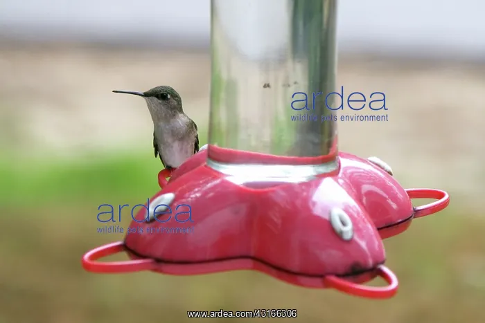 : Hummingbird : Hummingbird