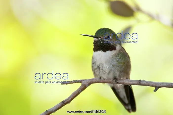 : Hummingbird : Hummingbird