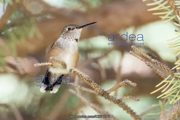 : Hummingbird : Hummingbird