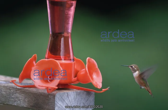 : Hummingbird Approaching Feeder : Hummingbird Approaching Feeder
