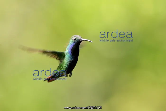 : Hummingbird - Black-throated Mango - male : Hummingbird - Black-throated Mango - male