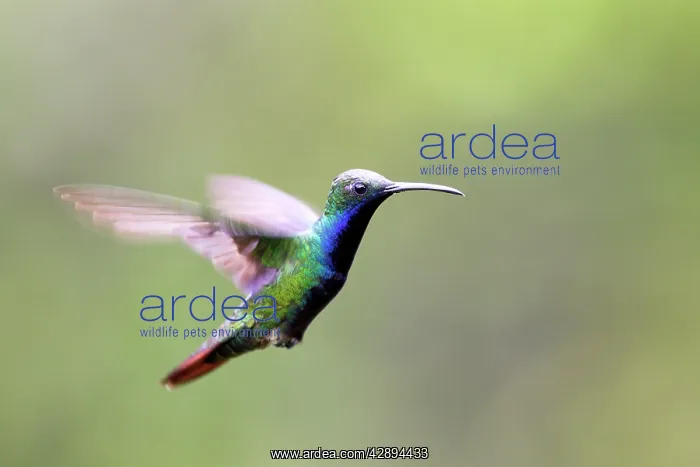 : Hummingbird - Black-throated Mango - male : Hummingbird - Black-throated Mango - male