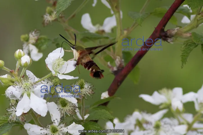 : Hummingbird Clearwing Moth : Hummingbird Clearwing Moth