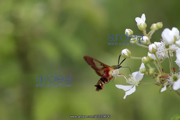 : Hummingbird Clearwing Moth : Hummingbird Clearwing Moth