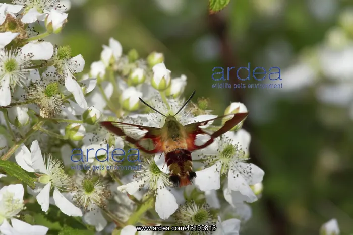 : Hummingbird Clearwing Moth : Hummingbird Clearwing Moth