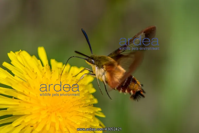 : Hummingbird Clearwing Moth (Hemaris thysbe) nectaring : Hummingbird Clearwing Moth (Hemaris thysbe) nectaring