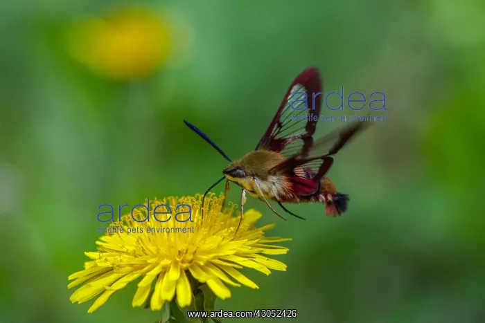 : Hummingbird Clearwing Moth (Hemaris thysbe) nectaring : Hummingbird Clearwing Moth (Hemaris thysbe) nectaring