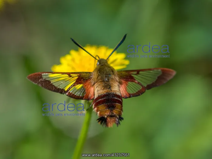 : Hummingbird Clearwing Moth (Hemaris thysbe) nectaring : Hummingbird Clearwing Moth (Hemaris thysbe) nectaring