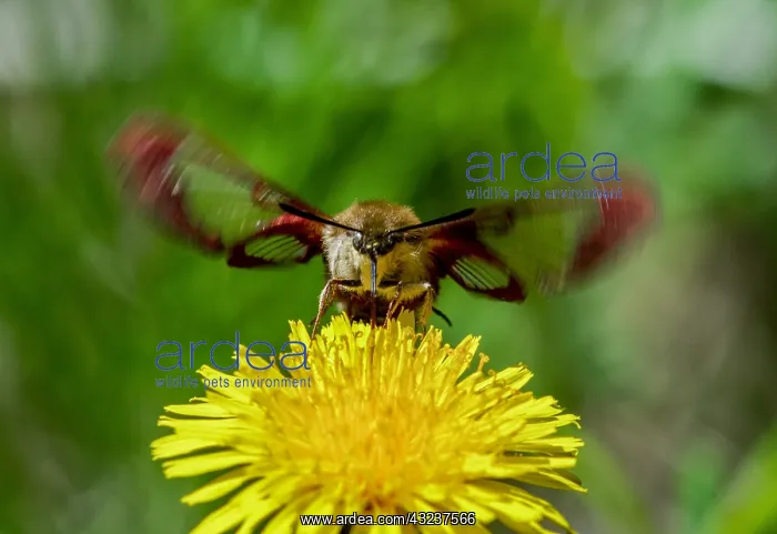 : Hummingbird Clearwing Moth (Hemaris thysbe) nectaring : Hummingbird Clearwing Moth (Hemaris thysbe) nectaring