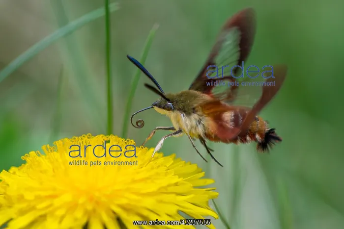 : Hummingbird Clearwing Moth (Hemaris thysbe) preparing : Hummingbird Clearwing Moth (Hemaris thysbe) preparing