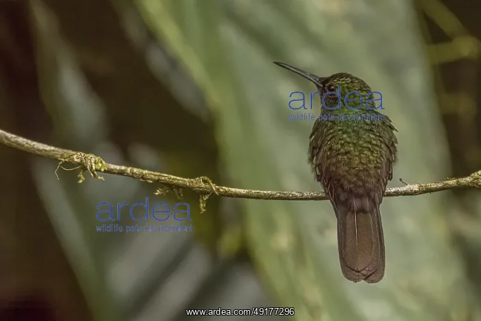 : Hummingbird, costarica : Hummingbird, costarica