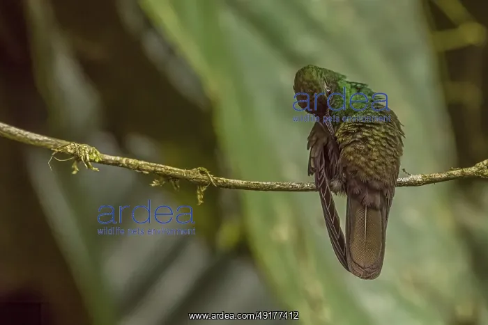 : Hummingbird, costarica : Hummingbird, costarica