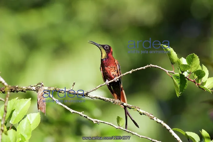 : Hummingbird - Crimson topaz : Hummingbird - Crimson topaz
