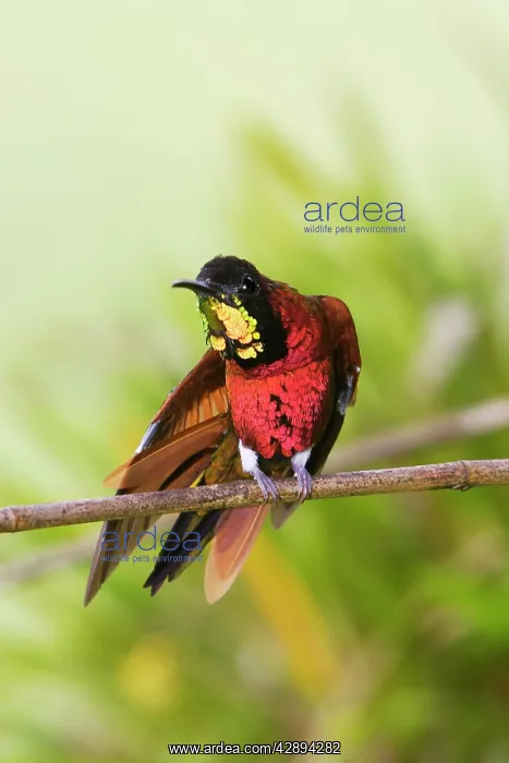 : Hummingbird - Crimson topaz : Hummingbird - Crimson topaz