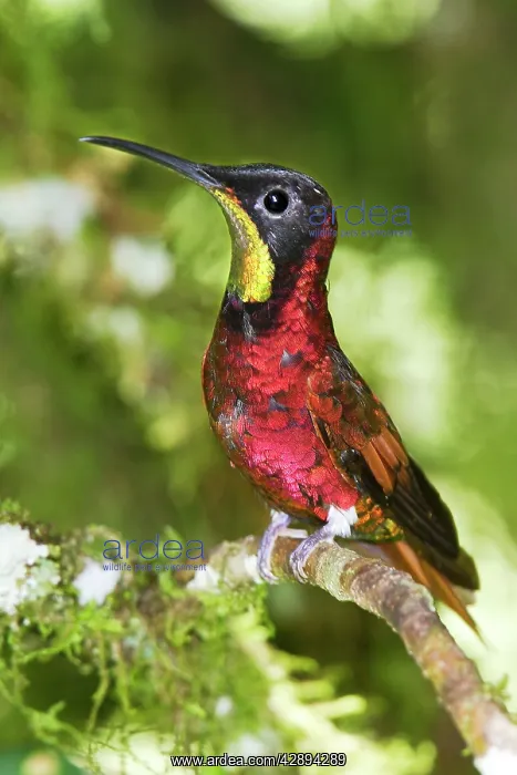 : Hummingbird - Crimson Topaz : Hummingbird - Crimson Topaz