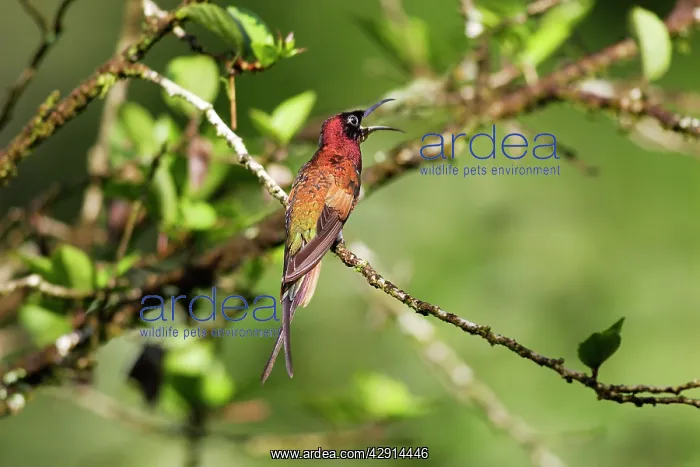 : Hummingbird - Crimson topaz : Hummingbird - Crimson topaz