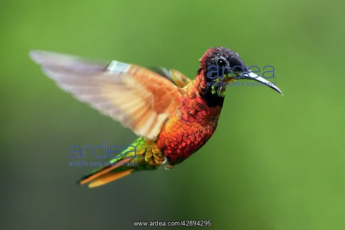 : Hummingbird - Crimson Topaz - male : Hummingbird - Crimson Topaz - male