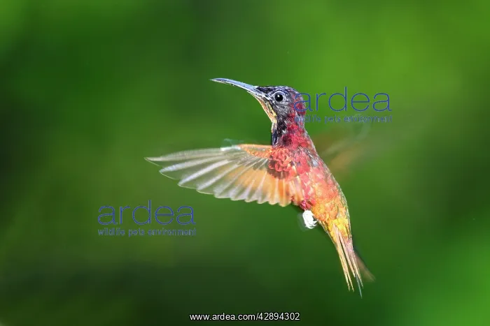 : Hummingbird - Crimson Topaz - male : Hummingbird - Crimson Topaz - male