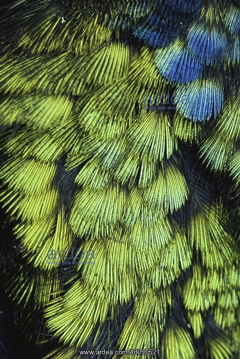 : Hummingbird Feathers : Hummingbird Feathers