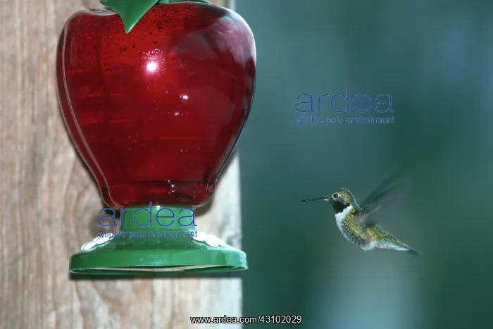 : Hummingbird at Feeder : Hummingbird at Feeder