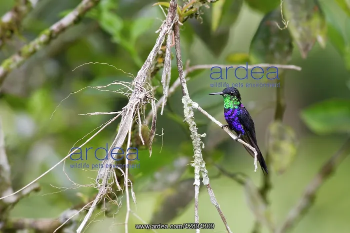 : Hummingbird - Fork-tailed Woodnymph - male : Hummingbird - Fork-tailed Woodnymph - male