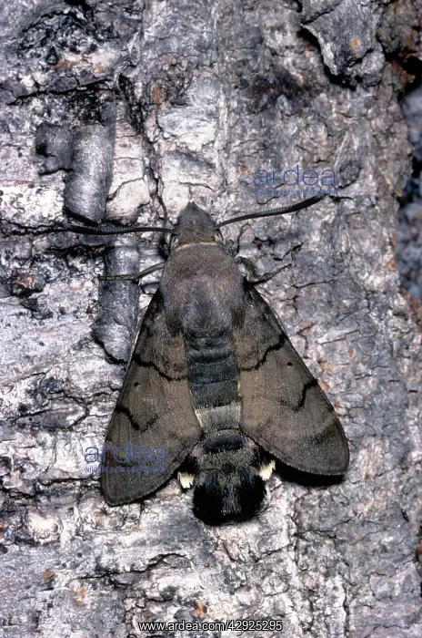 : Hummingbird Hawk Moth : Hummingbird Hawk Moth