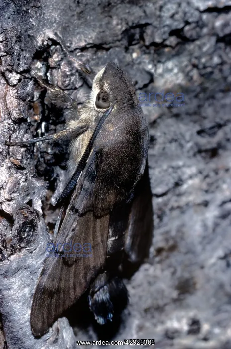 : Hummingbird Hawk-moth : Hummingbird Hawk-moth