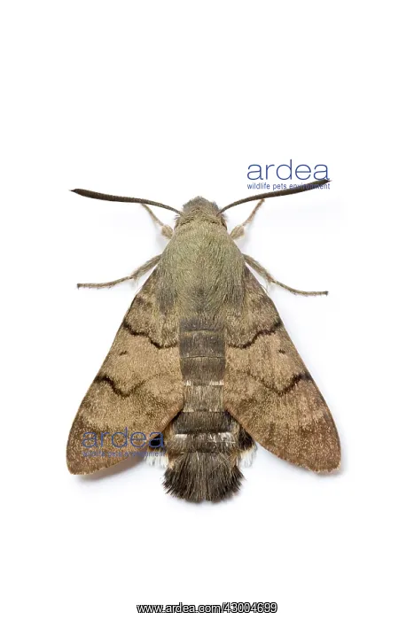 : Hummingbird Hawk-Moth : Hummingbird Hawk-Moth