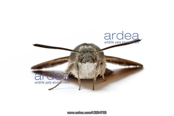 : Hummingbird Hawk-Moth : Hummingbird Hawk-Moth