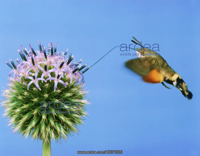 : Hummingbird Hawk-Moth : Hummingbird Hawk-Moth