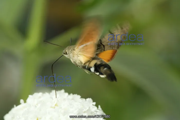: Hummingbird Hawk-moth : Hummingbird Hawk-moth