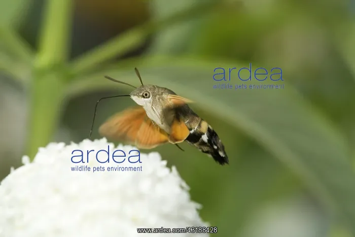 : Hummingbird Hawk-moth : Hummingbird Hawk-moth