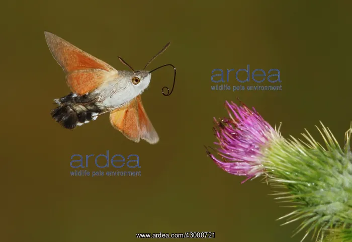 : Hummingbird Hawk-moth adult in flight : Hummingbird Hawk-moth adult in flight