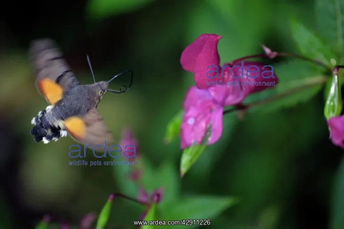 : Hummingbird Hawk-moth - feeding on Himalyan balsam blossom : Hummingbird Hawk-moth - feeding on Himalyan balsam blossom