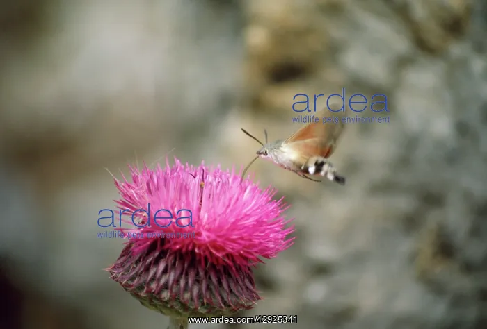 : HUMMINGBIRD HAWK-MOTH - feeding with proboscis extended : HUMMINGBIRD HAWK-MOTH - feeding with proboscis extended