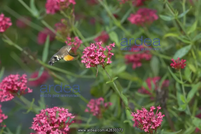 : Hummingbird Hawk Moth - Feeding on Valerian Flower : Hummingbird Hawk Moth - Feeding on Valerian Flower