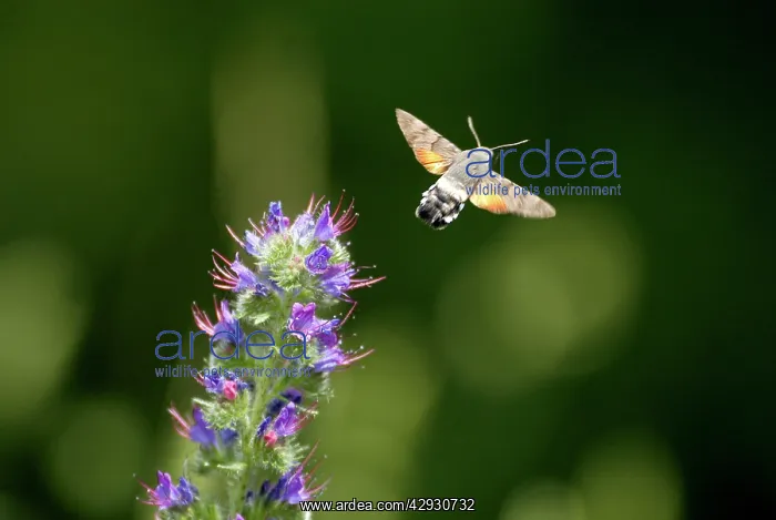 : Hummingbird HAWK-MOTH - in flight, leaving ViperIs Bugloss : Hummingbird HAWK-MOTH - in flight, leaving ViperIs Bugloss