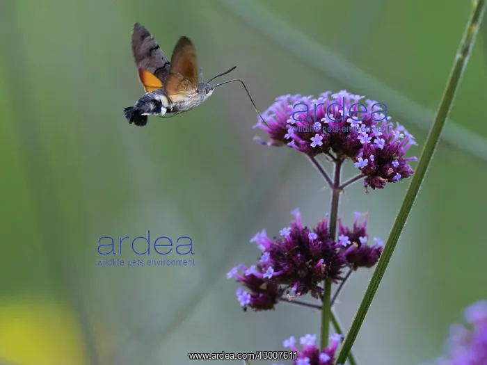 : Hummingbird Hawk-moth, in flight with extended proboscis : Hummingbird Hawk-moth, in flight with extended proboscis
