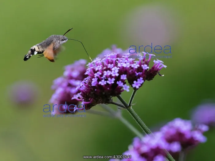 : Hummingbird Hawk-moth, in flight with extended proboscis : Hummingbird Hawk-moth, in flight with extended proboscis