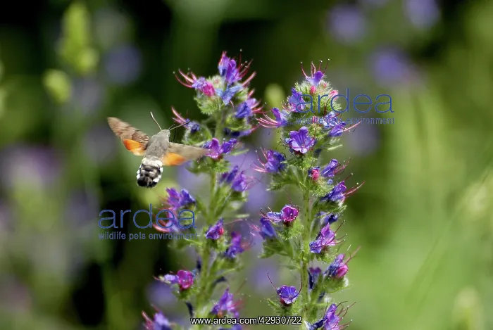 : Hummingbird HAWK-MOTH - in flight, feeding on ViperIs : Hummingbird HAWK-MOTH - in flight, feeding on ViperIs