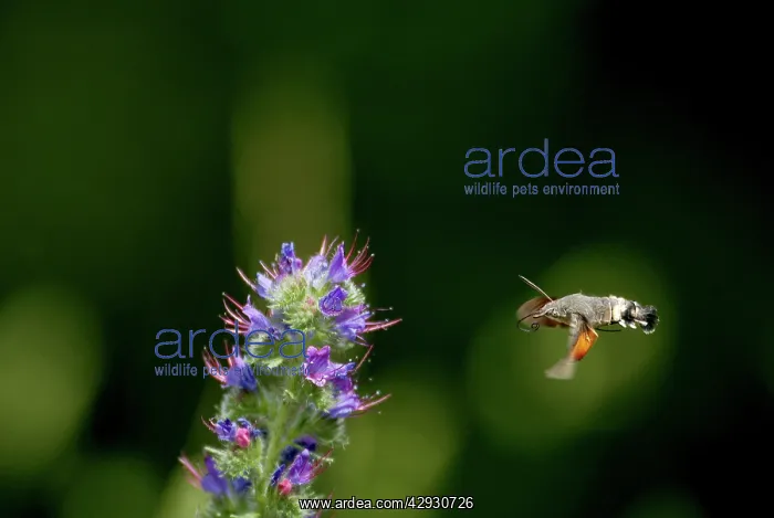 : Hummingbird HAWK-MOTH - in flight, feeding on ViperIs : Hummingbird HAWK-MOTH - in flight, feeding on ViperIs