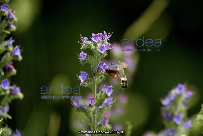 : Hummingbird HAWK-MOTH - in flight, feeding on ViperIs : Hummingbird HAWK-MOTH - in flight, feeding on ViperIs
