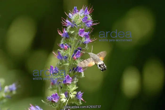 : Hummingbird HAWK-MOTH - in flight, feeding on ViperIs : Hummingbird HAWK-MOTH - in flight, feeding on ViperIs