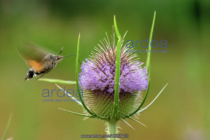 : Hummingbird Hawk-moth in flight Fuller's Teasel : Hummingbird Hawk-moth in flight Fuller's Teasel