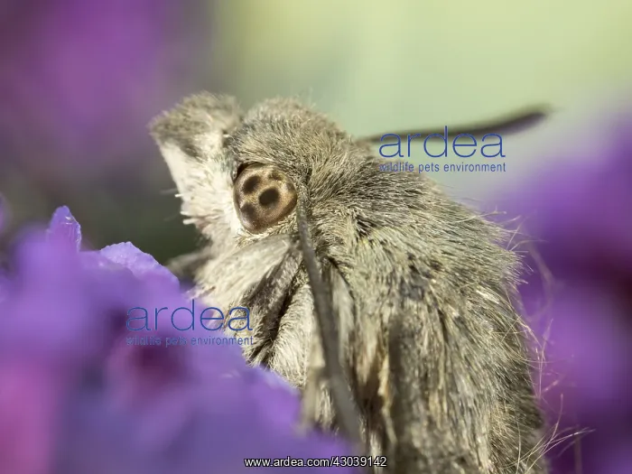 : Hummingbird hawk moth - head detail - resting : Hummingbird hawk moth - head detail - resting