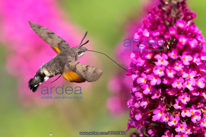 : Hummingbird hawk-moth ( Macroglossum stellatarum) : Hummingbird hawk-moth ( Macroglossum stellatarum)