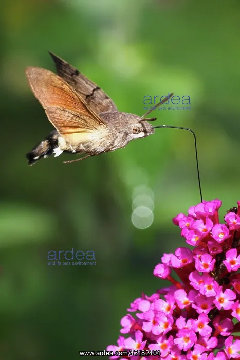 : Hummingbird hawk-moth ( Macroglossum stellatarum) : Hummingbird hawk-moth ( Macroglossum stellatarum)