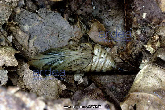 : Hummingbird Hawk Moth - pupa : Hummingbird Hawk Moth - pupa