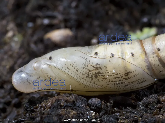 : Hummingbird hawk moth pupa - UK : Hummingbird hawk moth pupa - UK